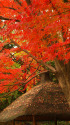 小石川後楽園の紅葉