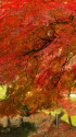 小石川後楽園・水辺の紅葉