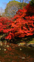 小石川後楽園の紅葉