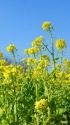 菜の花