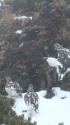 仙丈ヶ岳の親子2