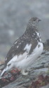 仙丈ヶ岳のママ雷鳥