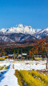 柿の木と立山連峰