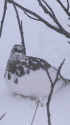 燕山荘の雄雷鳥2