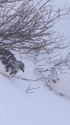 燕山荘の雷鳥達