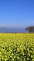 満開の菜の花と冬の比良山