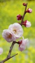 菜の花畑の梅の花