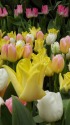 早春のチューリップ3