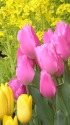 早春のチューリップ4