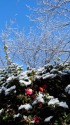 雪化粧の寒椿