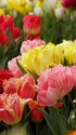 早春の花・チューリップ