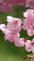 早咲き桜・陽光(ヨウコウ)
