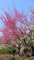 筑波山の梅林
