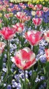 チューリップの饗宴2