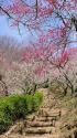 筑波山梅林 階段沿いの梅