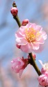 ピンク色の梅の花