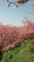 松田山 河津桜