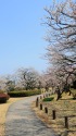 偕楽園の梅風景