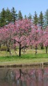 湖畔に咲く花桃の風景