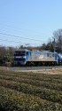 茶畑とEF210-170貨物列車