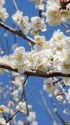 青空と梅の花