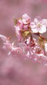 河津桜(カワズサクラ)
