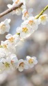 満開 梅の花