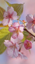 散歩道の花 1303-19-2
