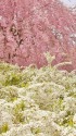 しだれ桜と雪柳