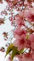 河津桜