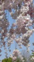 桜名花・雨情しだれ