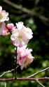 ピンク色の梅の花