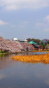 春の上野・不忍池