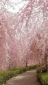桜瀑布