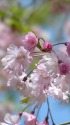 八重紅しだれ桜