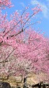 紅白の梅 筑波山梅林