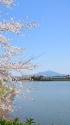 桜と筑波山
