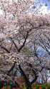 上野公園の桜