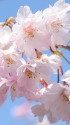 淡いピンクの桜花