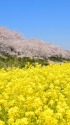 桜と菜の花の風景