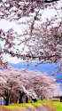岡谷・横河川の桜並木