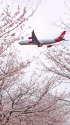 さくらとA340
