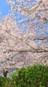 春爛漫 桜風景