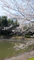 水辺の桜