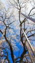 足羽神社のしだれ桜