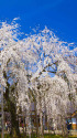 足羽神社のしだれ桜