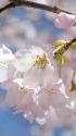 綺麗に咲いた桜