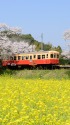 春爛漫の飯給駅