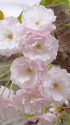 散歩道の花 1304-9-2
