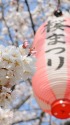 桜まつり